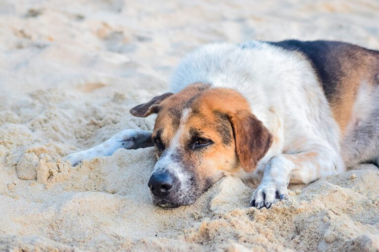 dogs in mauritius