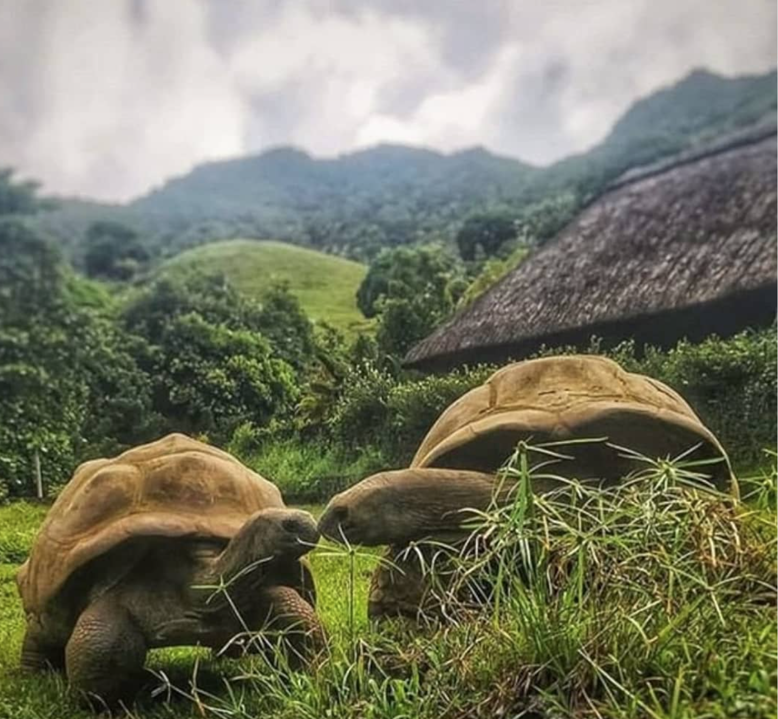 Aventures inoubliables en famille à l'île Maurice - Activités passionnantes avec les enfants