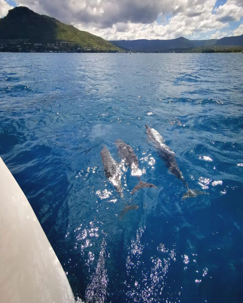 catamaran trips in mauritius