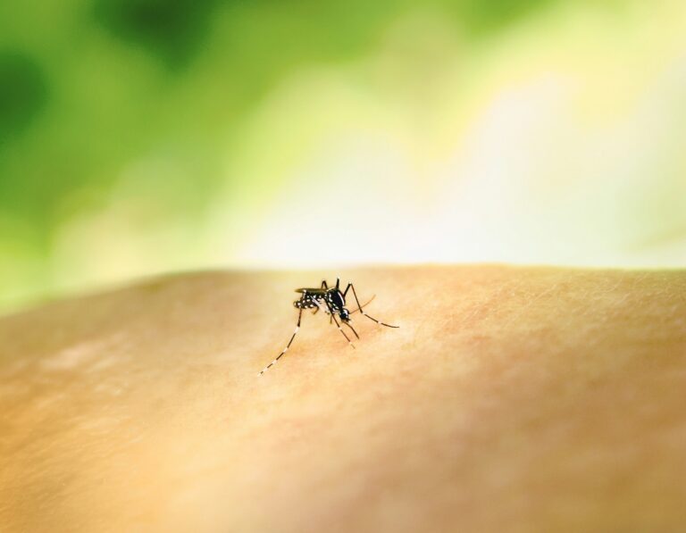 mosquitoes in mauritius